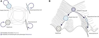 Engineering principles for rationally design therapeutic strategies against hepatocellular carcinoma